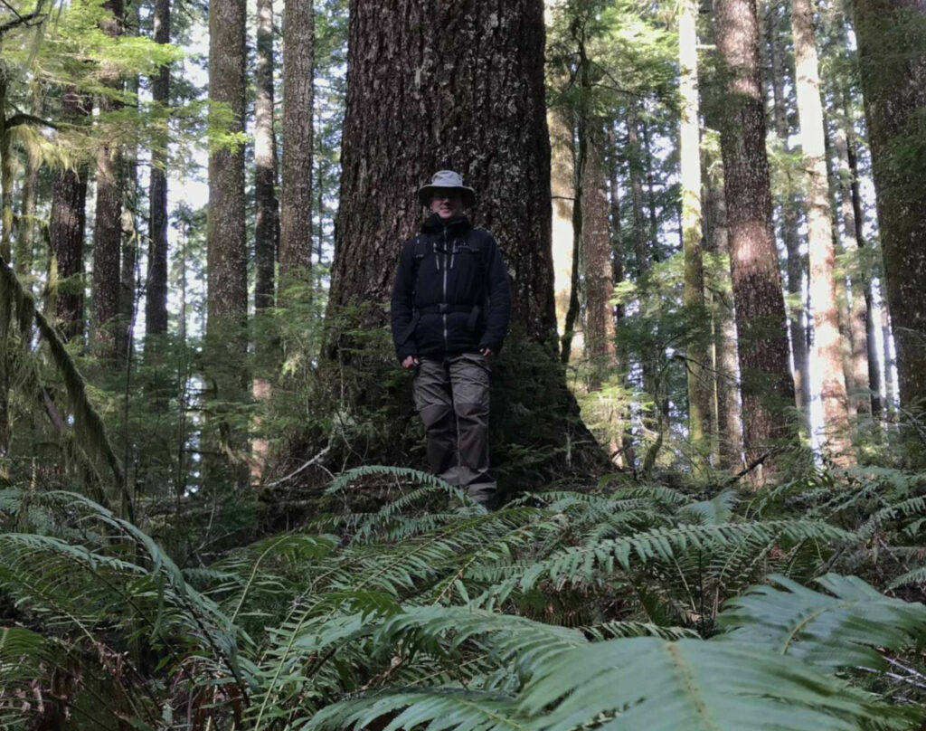 Big Western Hemlock