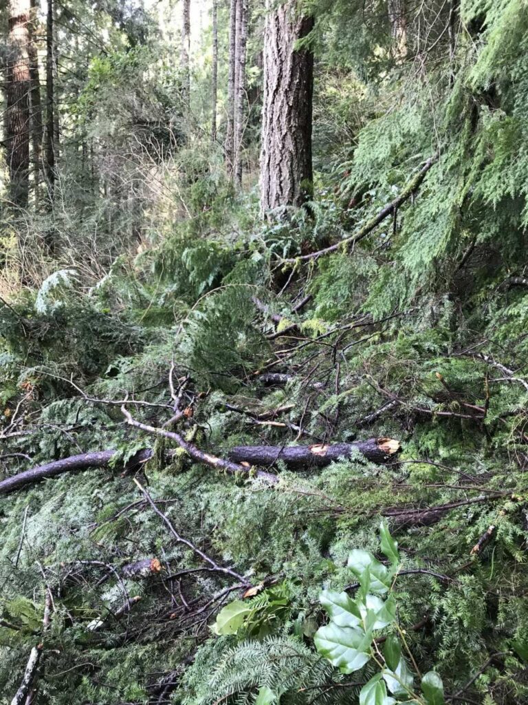 Is there a trail through there?
