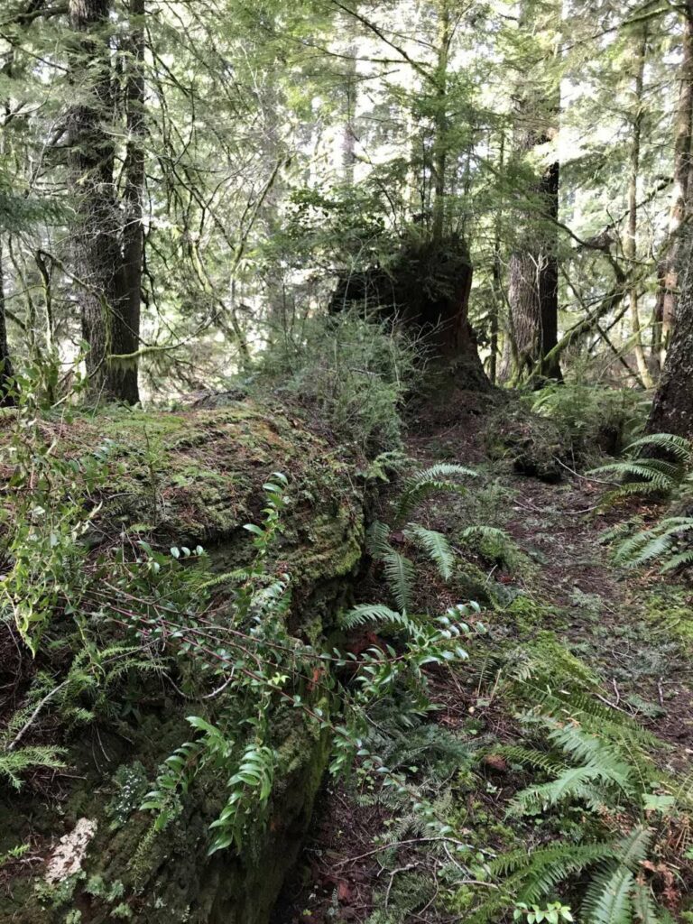 Nurse Log